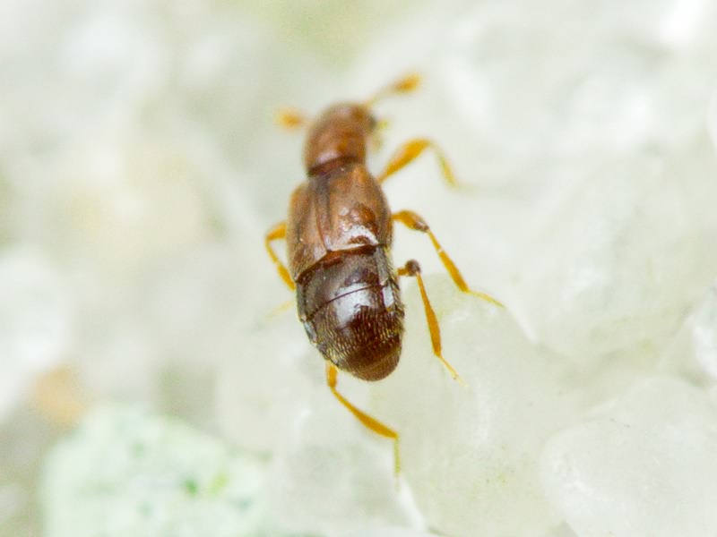 Trimium brevicorne (Reichenbach, 1816)